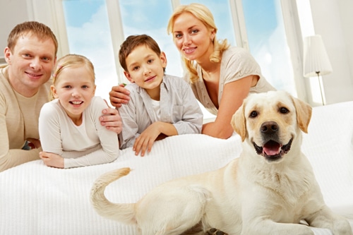 Der Familienhund – Ein Hund, den es nicht gibt …