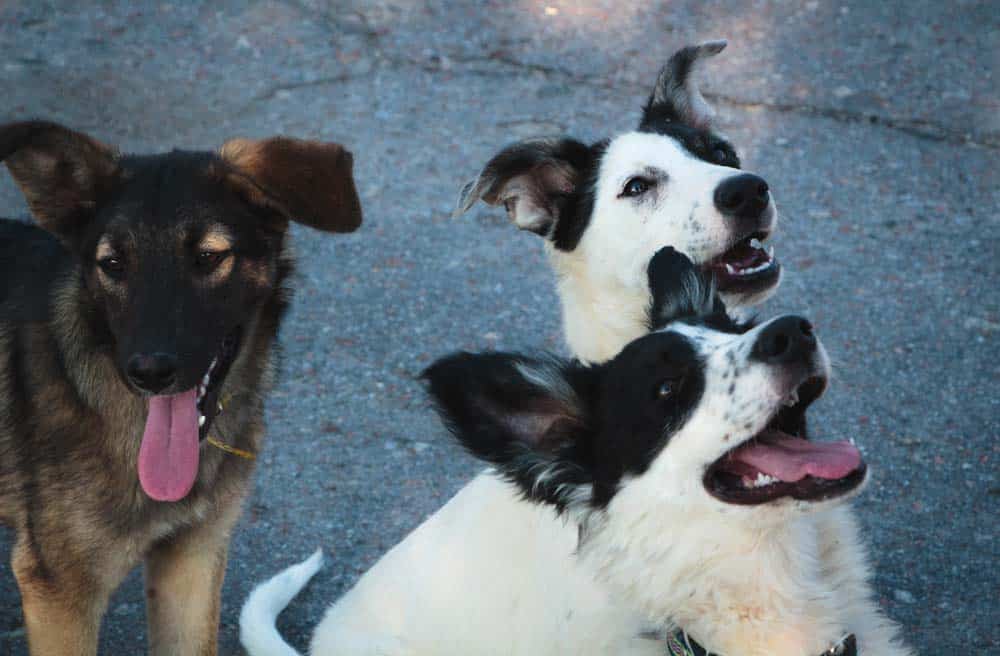 Die Tschernobyl-Hunde: Das Leben nach dem Supergau