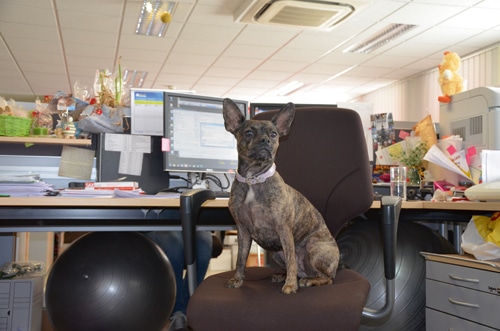 Vorgestellt: Das hundefreundliche Pressehaus