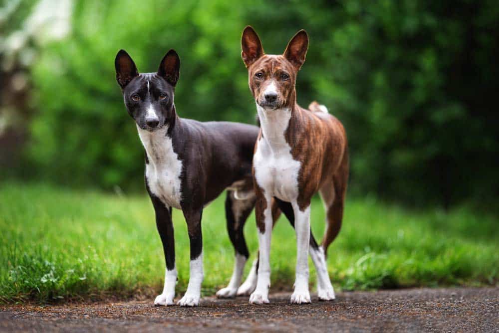 Primitive Hunde: Ein weites Spektrum innerhalb der Hundewelt
