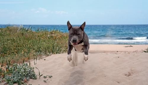 Mit Hund und Reisemobil in die Toskana und nach Sardinien