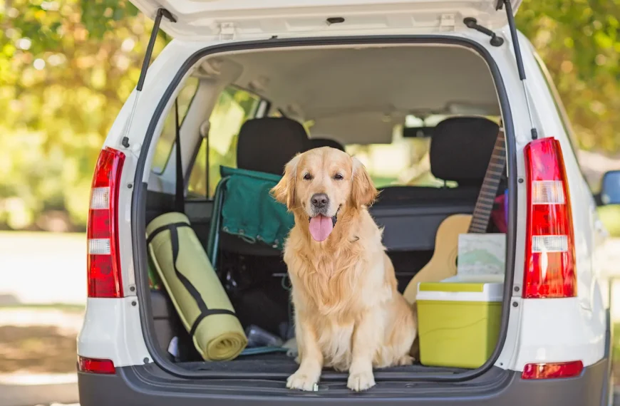 Urlaub mit Hund – gut vorbereitet unterwegs