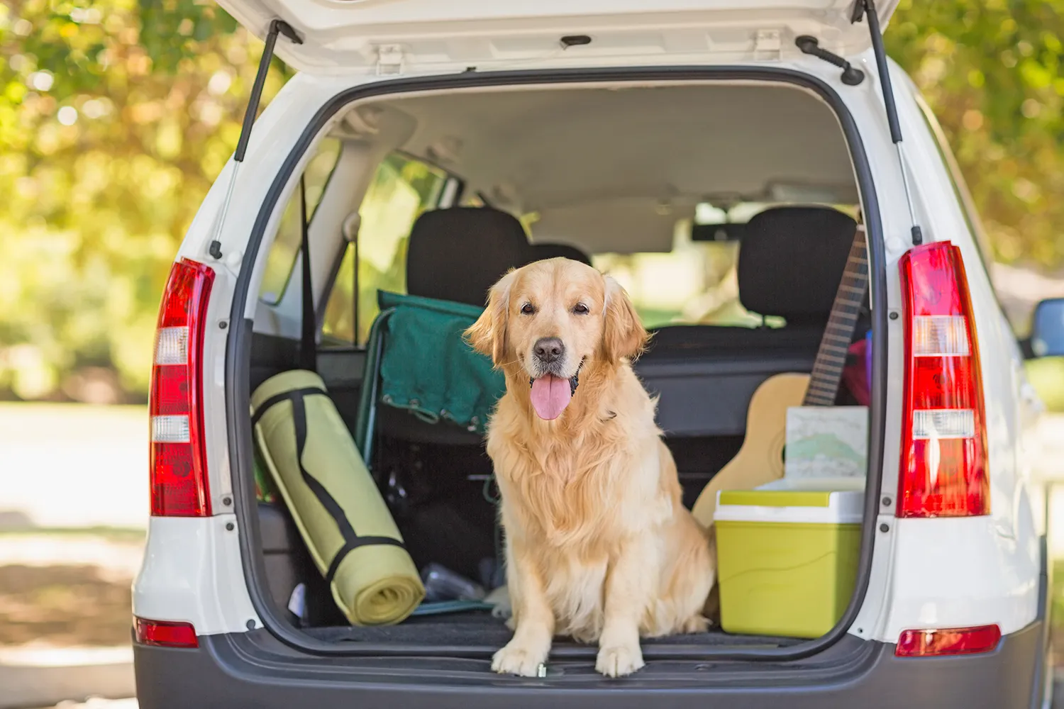 Urlaub mit Hund – gut vorbereitet unterwegs