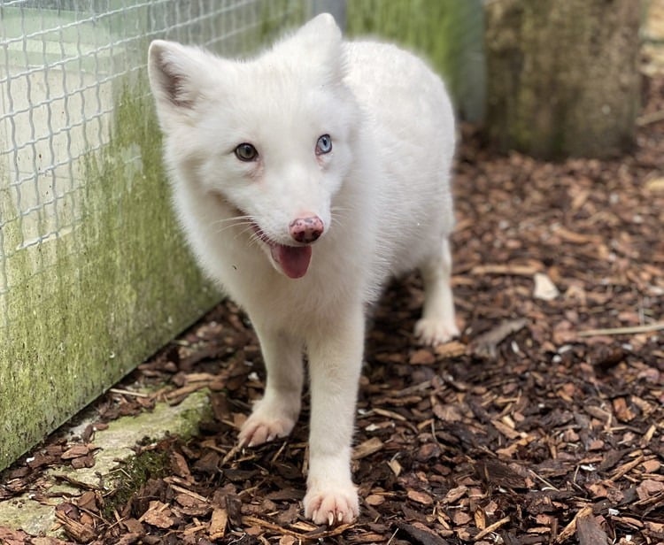 Illegal in Österreich gehaltener Polarfuchs gerettet