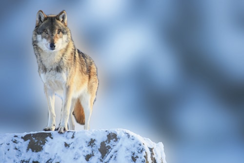 Wie aus dem Wolf ein unentbehrlicher Helfer des Menschen wurde
