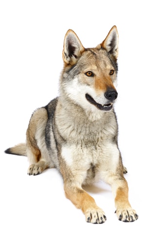 Wolfhunde – Die neuen Supergebrauchsrassen?