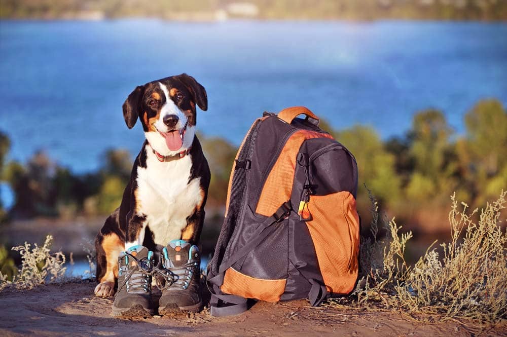 Herbstzeit ist Wanderzeit: Abenteuer im Wald