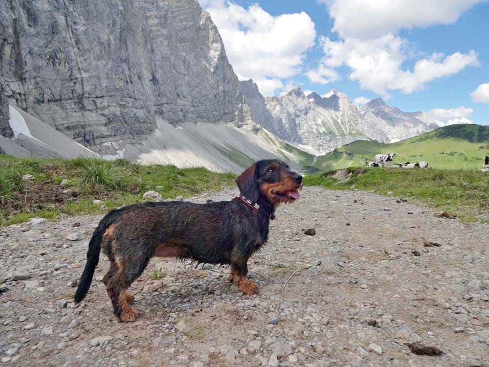 Wie Wandern die Mensch-Hund- Beziehung stärkt