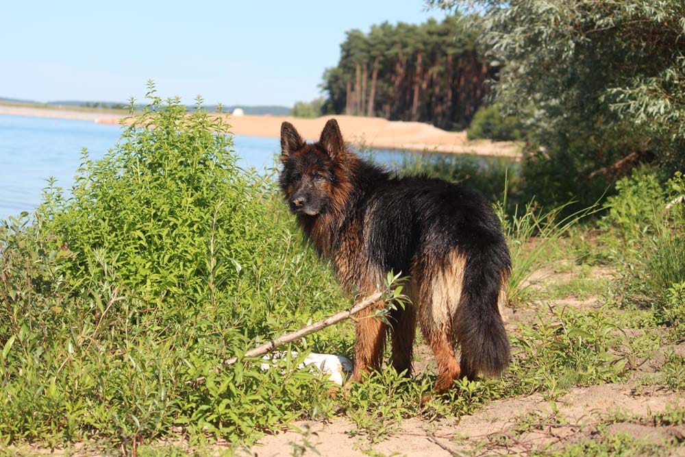 Fränkisches Seenland: Zu Fuß unterwegs mit dem Hund