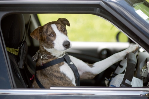 Neue Dimensionen in der Kognitions­forschung bei Hunden – Wie Hunde in Neuseeland das ­Autofahren erlernten