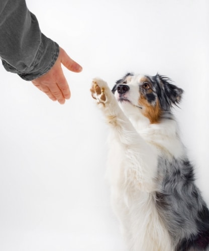 Mensch und Hund: Erfolgreiche "artüber­greifende Kommunikation"