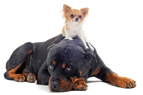 Gefährliche Hunde – Wo liegt die Wahrheit? – (Teil 1 von 2)