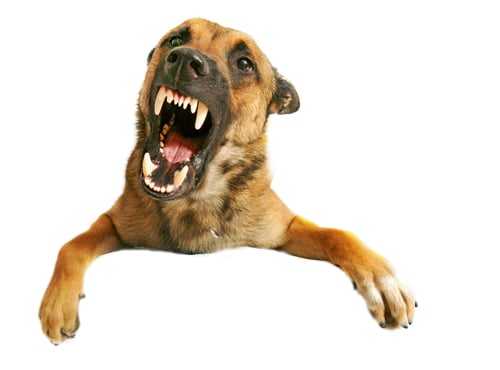 Gefährliche Hunde – Wo liegt die Wahrheit? (Teil 2 von 2)