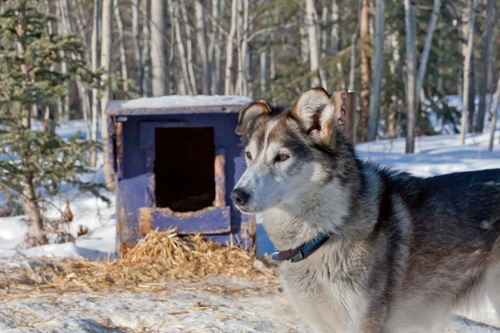 Mit Schlittenhunden – durch das Yukon Territory