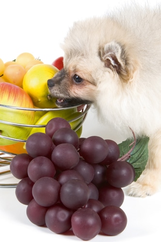 Weintrauben – „Süßes Gift“ für Hunde!