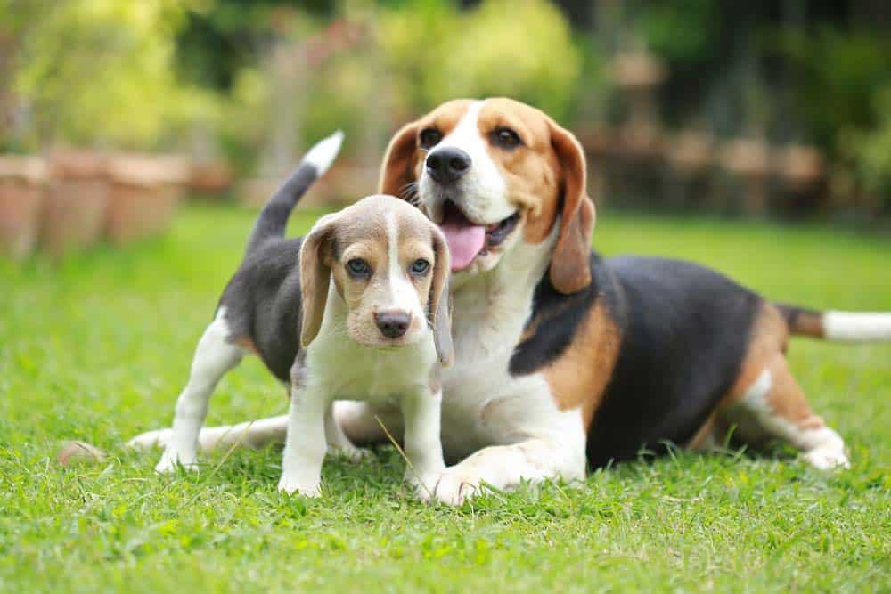 Eine Frage des Alters: Der richtige Hund im richtigen Alter