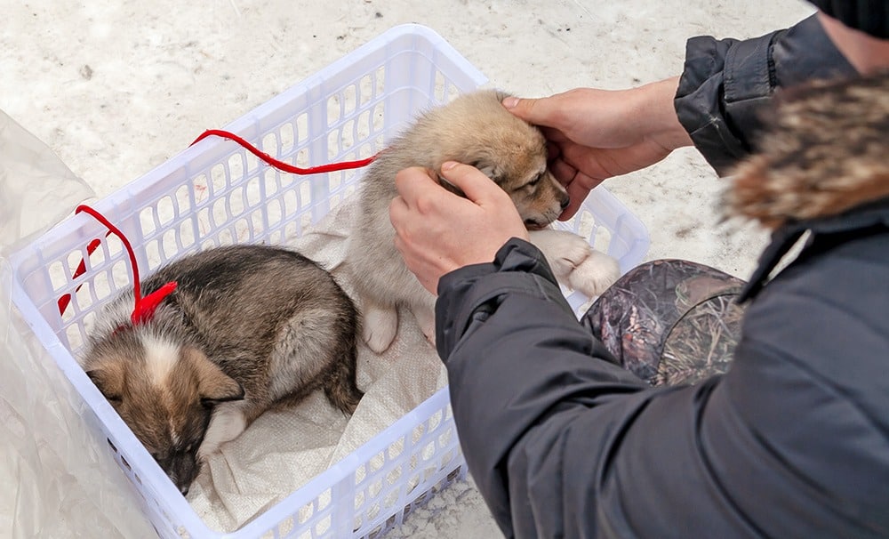 Illegaler Welpenimport: Wenn Mitleid und vermeintlich gute Taten Tierleid fördern