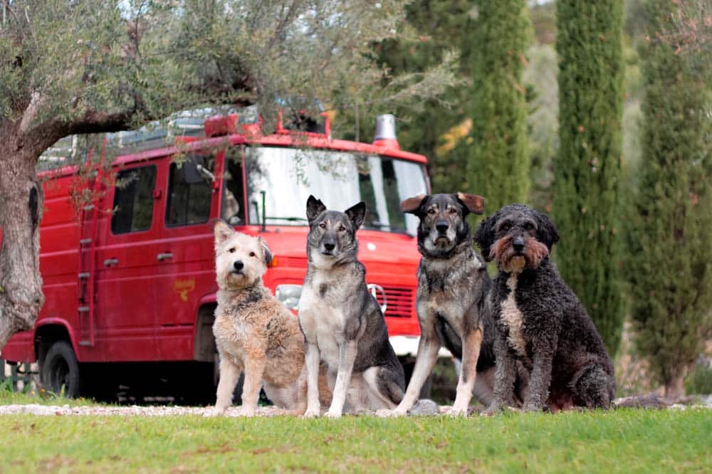 1 Oldtimer, 2 Menschen, 4 Hunde & 6 Monate Abenteuer Osteuropa