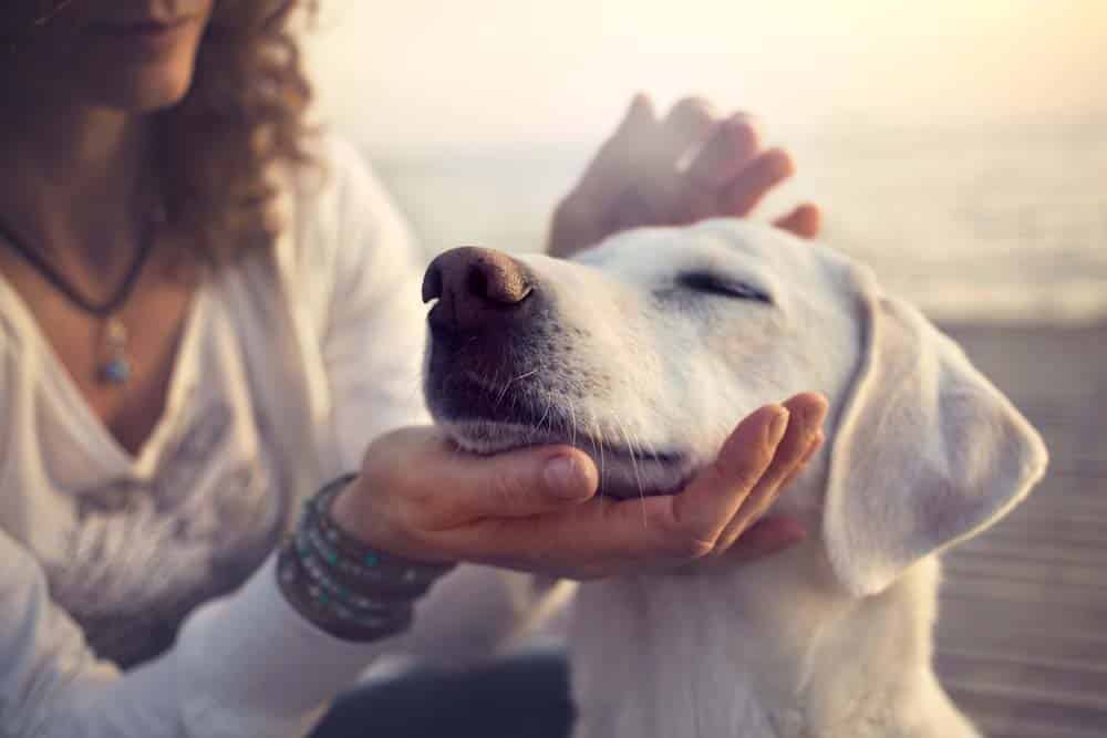 Wenn ich ein Hund wäre …
