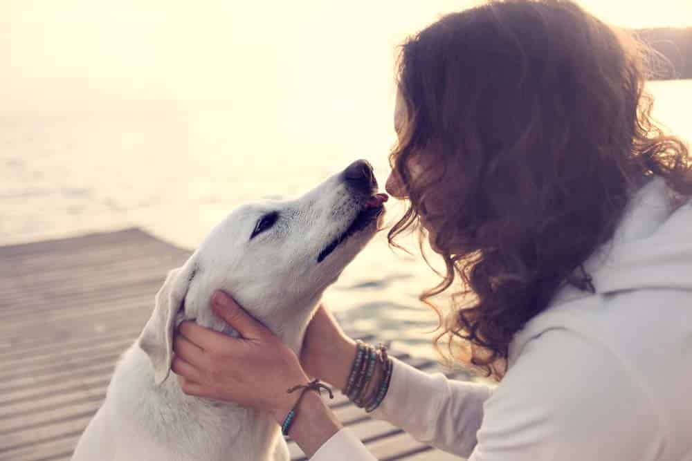 Was wünschen sich Hunde von uns? – Teil 3
