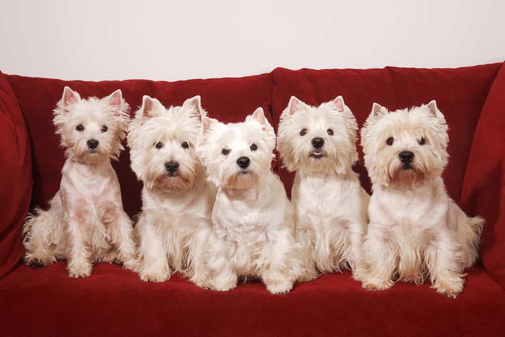 West Highland White Terrier – Raubzeugscharfer Schmusehund …