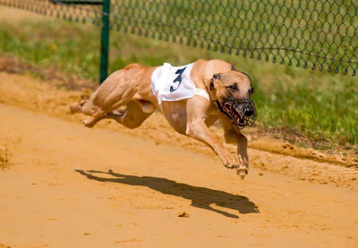 Faszination Windhunderennen