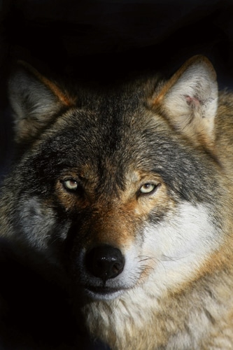 Die Bestie und der Heilige: – Der Wolf kehrt zurück