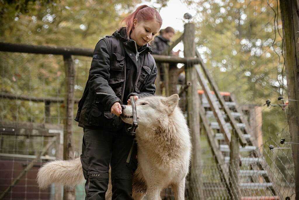 Keine einfachen Urteile: Wie Hunde und Wölfe uns Menschen einschätzen