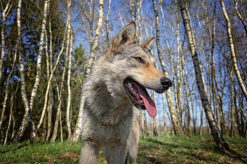 Der Wolfhund