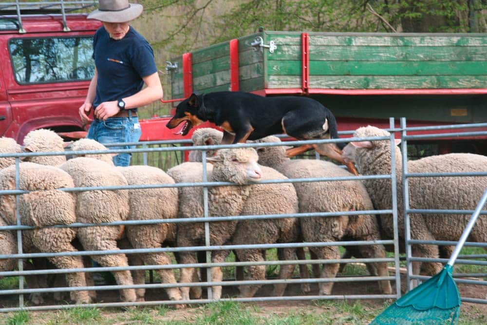 Der Australian Working Kelpie – Ein echter Arbeitshund