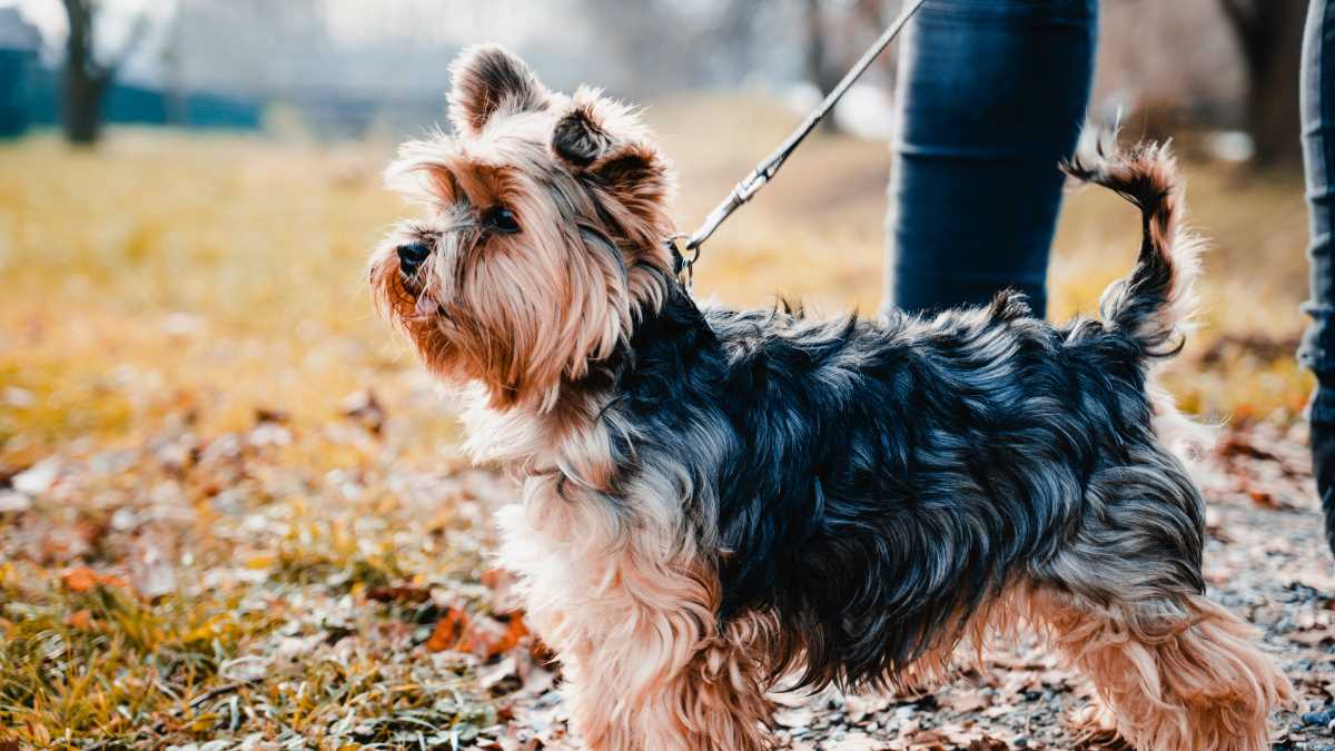 Giftköder-Verdacht: Yorkshire Terrier verendet