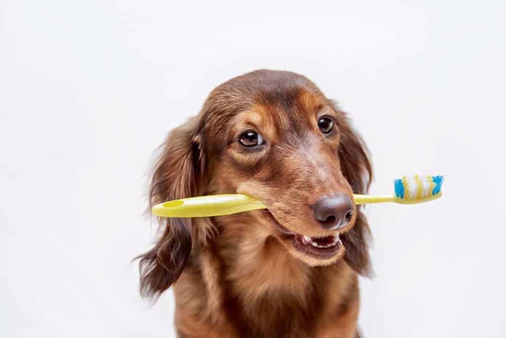 Der Hund und seine Zähne