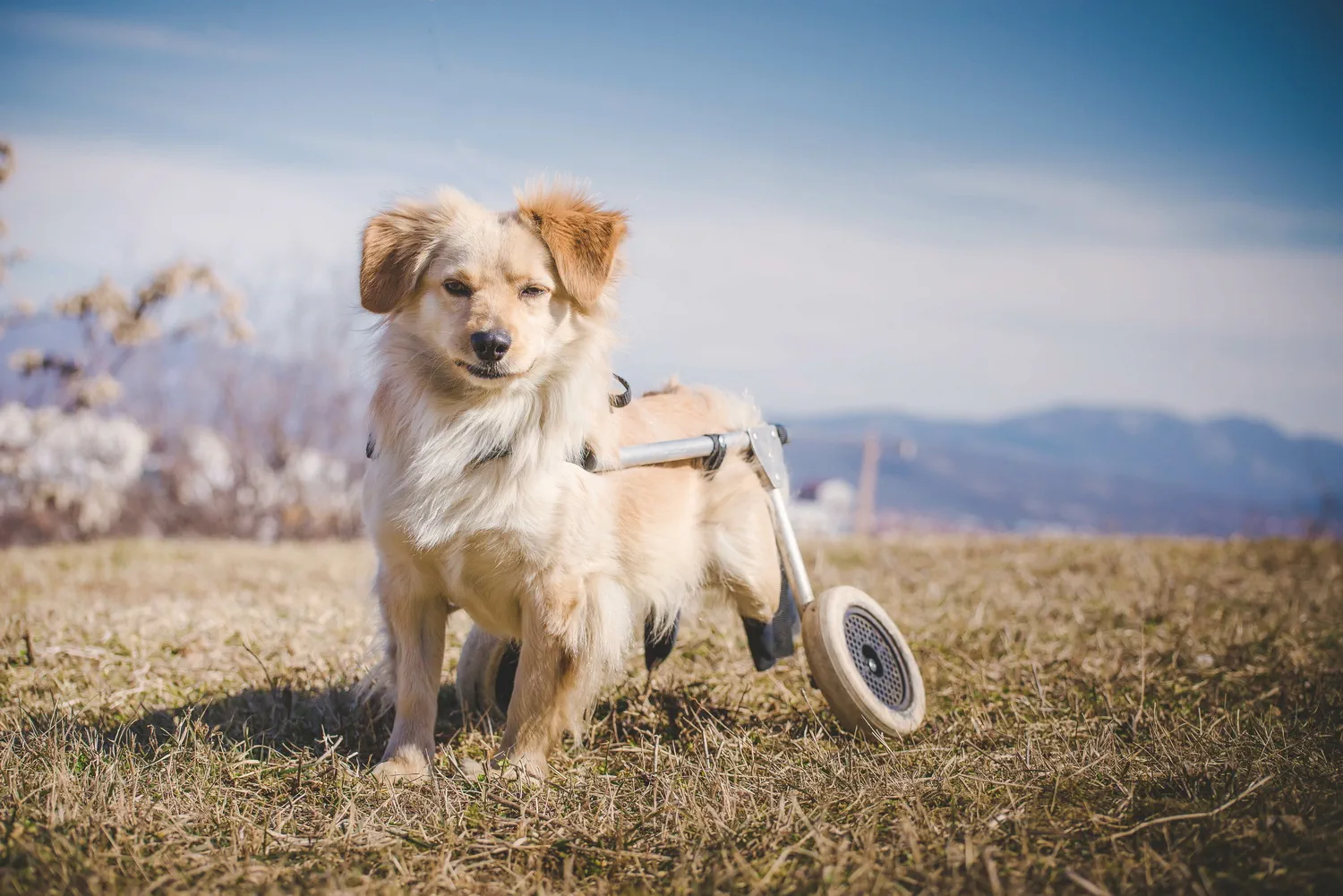 Trainingsideen für Hunde mit Handicap