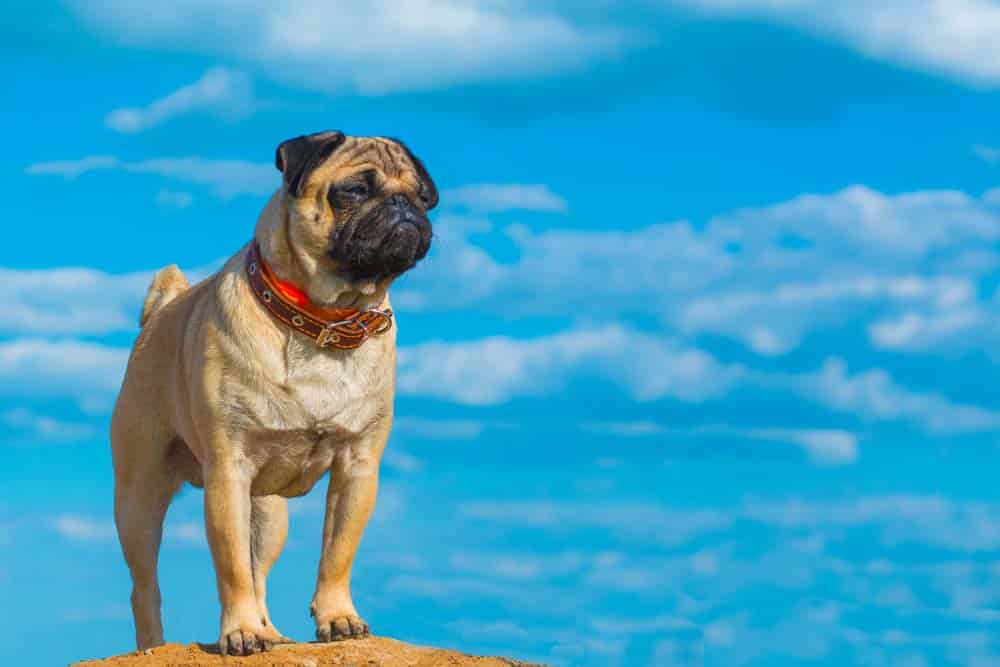 Hundeausstellung im Fokus zelebriert und kritisiert