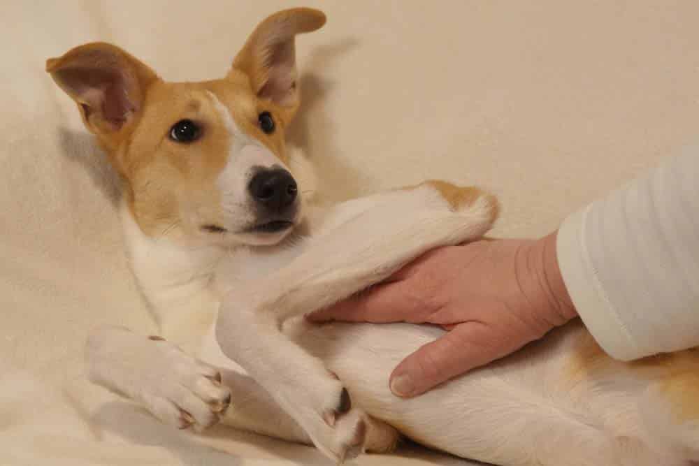 Zu alt für einen Hund? Zu viel des Guten …?