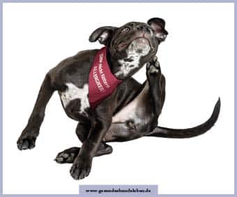 Allergien beim Hund