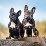 Profilbild von ulmer_bullys