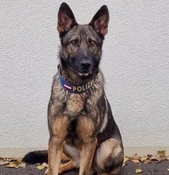 Polizeihund BAK II spürte Einbrecher auf