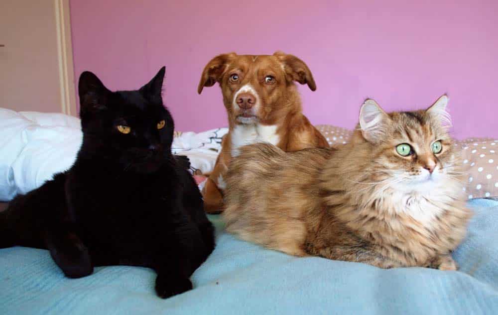 Beste Freunde: Klara und die Katzen