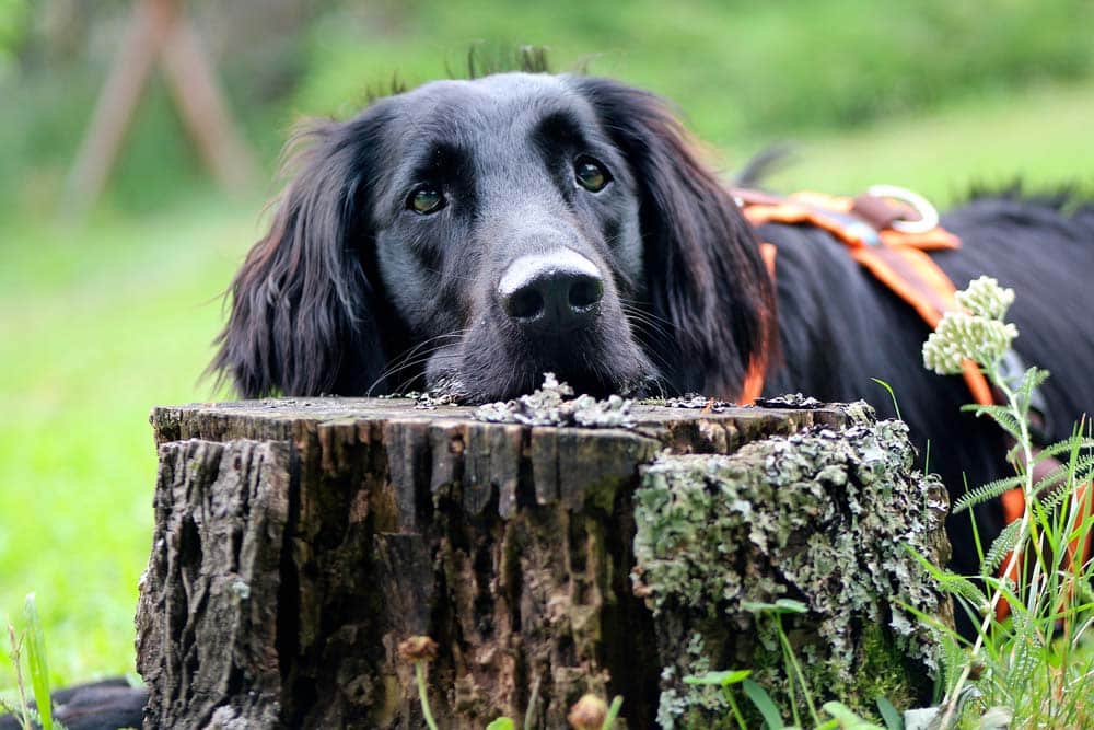 Naturschutzhunde: Spürnasen im Artenschutz