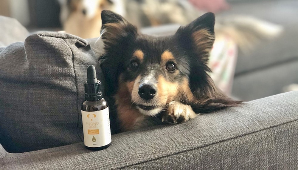 CBD Öl für Hunde