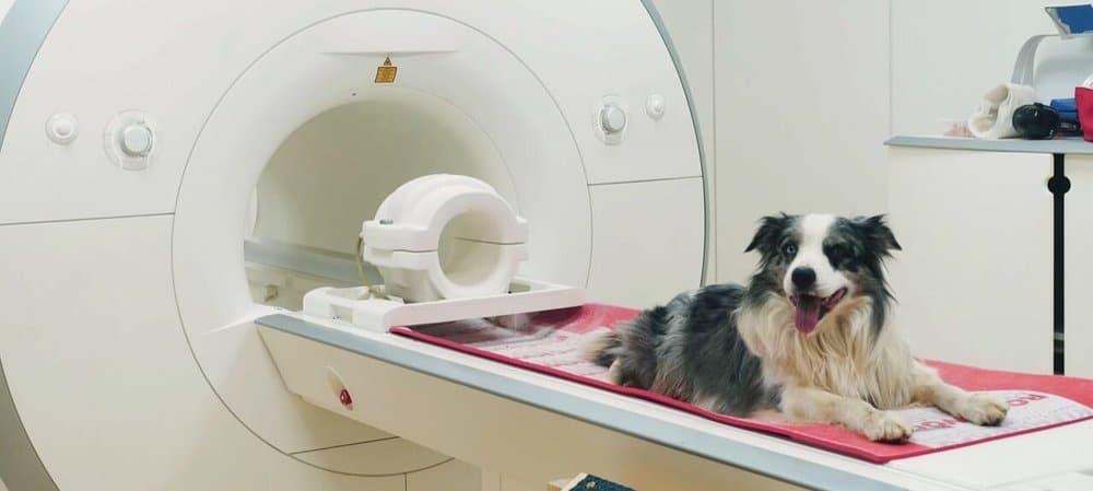 PM VUW: Was fühlt der Hund, wenn sein Halter/seine Halterin einen anderen Hund freudig begrüßt?