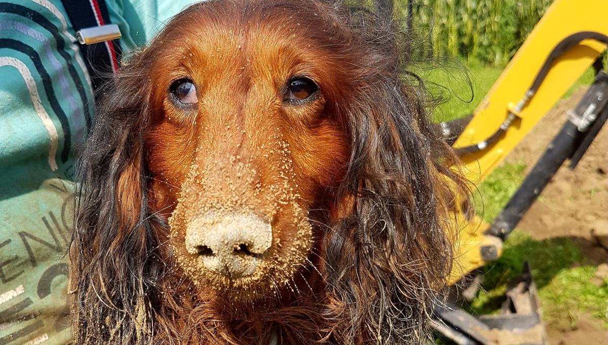 Ein deutscher Dackel und sein Dachsbau: Hund zum dritten Mal befreit