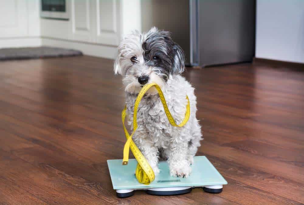 Ach, Du dicker Hund! – Was tun, um das Gewicht beim Hund zu reduzieren?