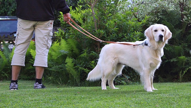 Was tun, wenn der Hund ständig in die Leine beißt