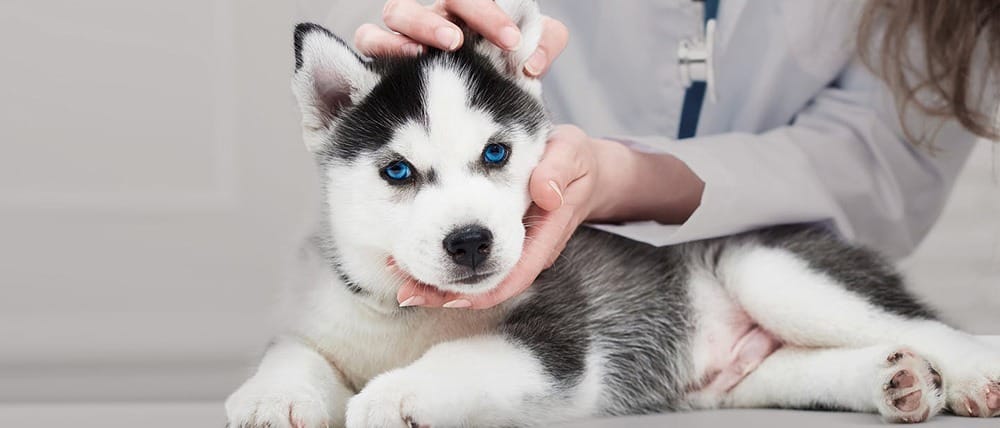 Ernährung im Welpenalter – das sollten frischgebackene Hundeeltern wissen!