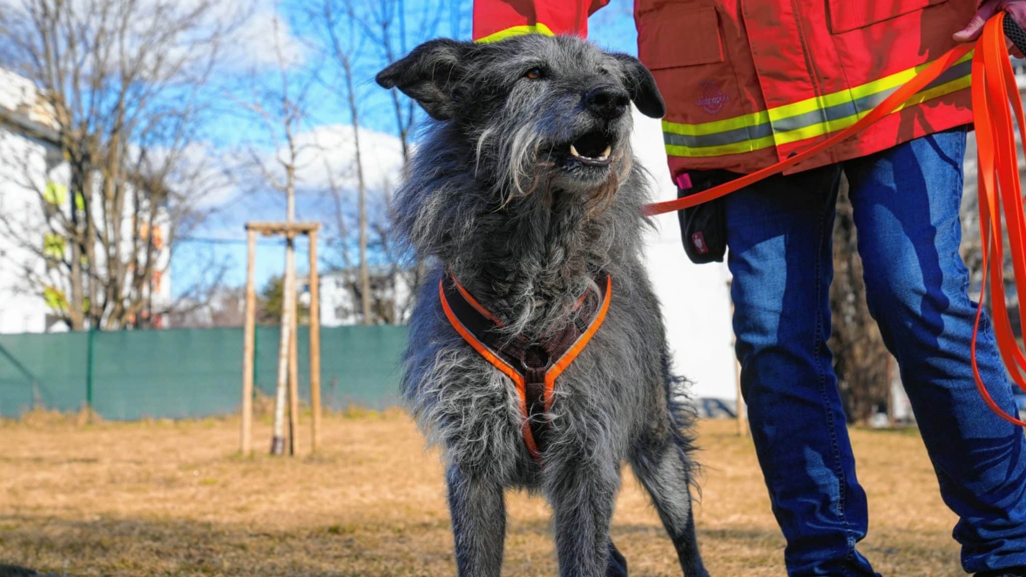 Knochen-Spürhund in Liebenau im Einsatz