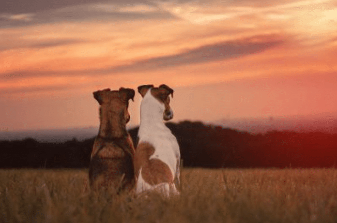 Den Hund als Foto-Modell in Szene setzen