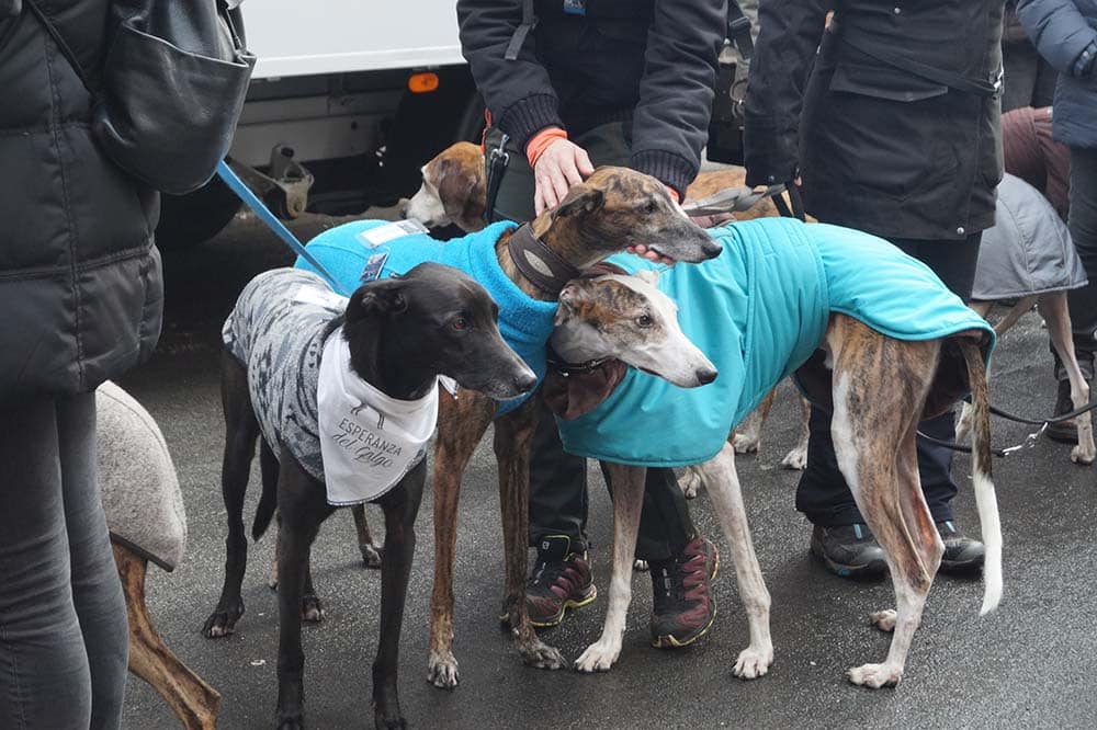 520 Zweibeiner – 1200 Vierbeiner beim vierten „Kölner Galgo-Marsch“