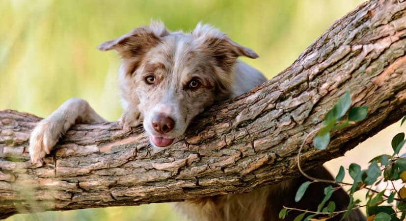Gesunde Herbstaktivitäten für Zwei- und Vierbeiner